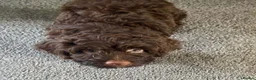 Cockapoo dogs for sale: Cockapoo puppies 🐶  - Advert 2