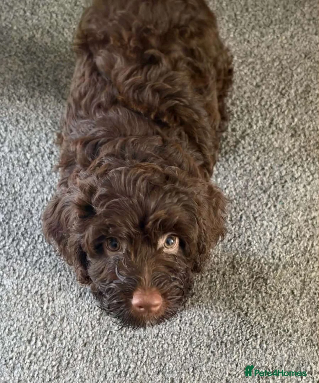 Cockapoo dogs for sale: Cockapoo puppies 🐶  - Advert 2