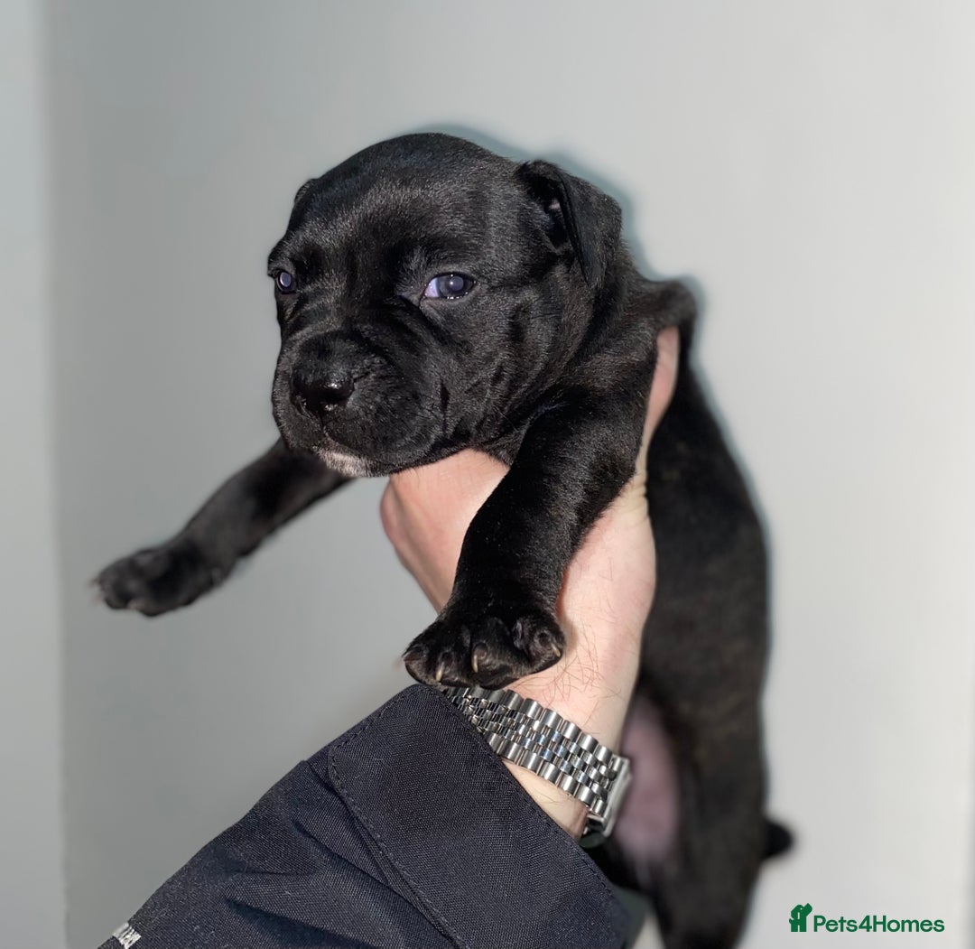 Staffordshire Bull Terrier dogs for sale: Full black Show Quality Staffy pups (Kassius Pup)  - Advert 9