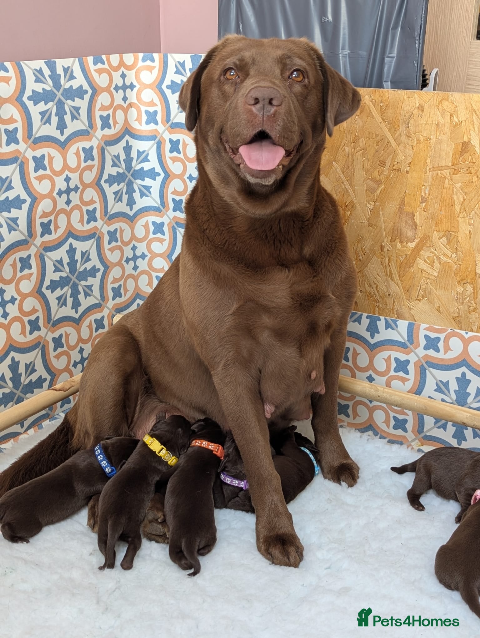 Labrador Retriever dogs Chocolate labrador retrievers  - Advert 2