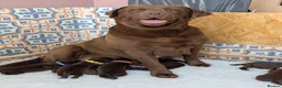 Labrador Retriever dogs for sale: Chocolate labrador retrievers  - Advert 2