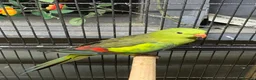 Ringnecks birds for sale: Hen rock Pebbler dna sexed  - Advert 1