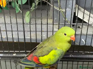 Ringnecks birds Hen rock Pebbler dna sexed - Advert 7