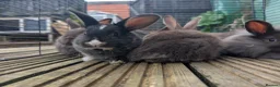 Mixed Breed rabbits for sale: Baby bunnys in Holywell - Advert 4