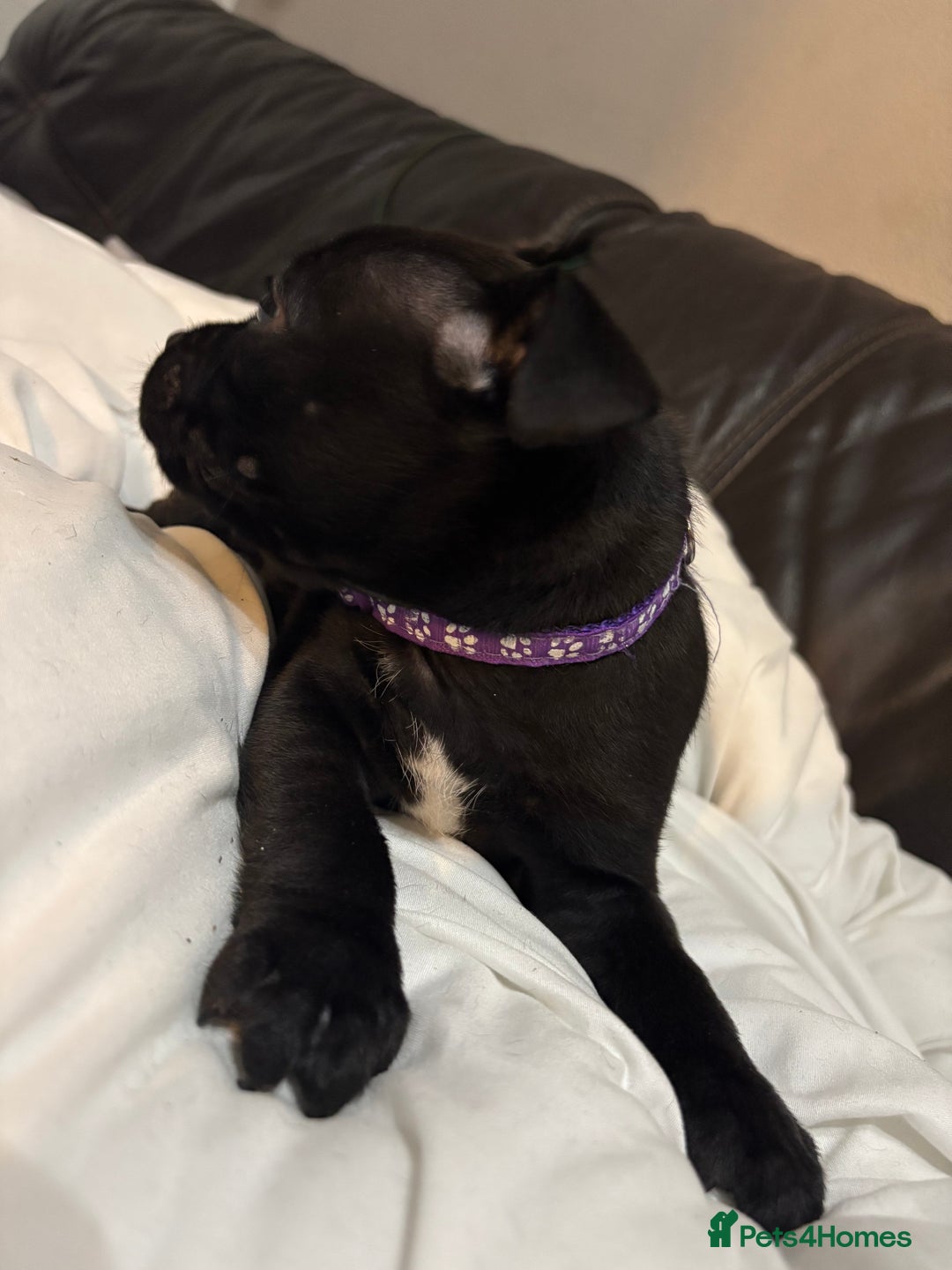 Staffordshire Bull Terrier dogs for sale: Staffy pups  - Image 11