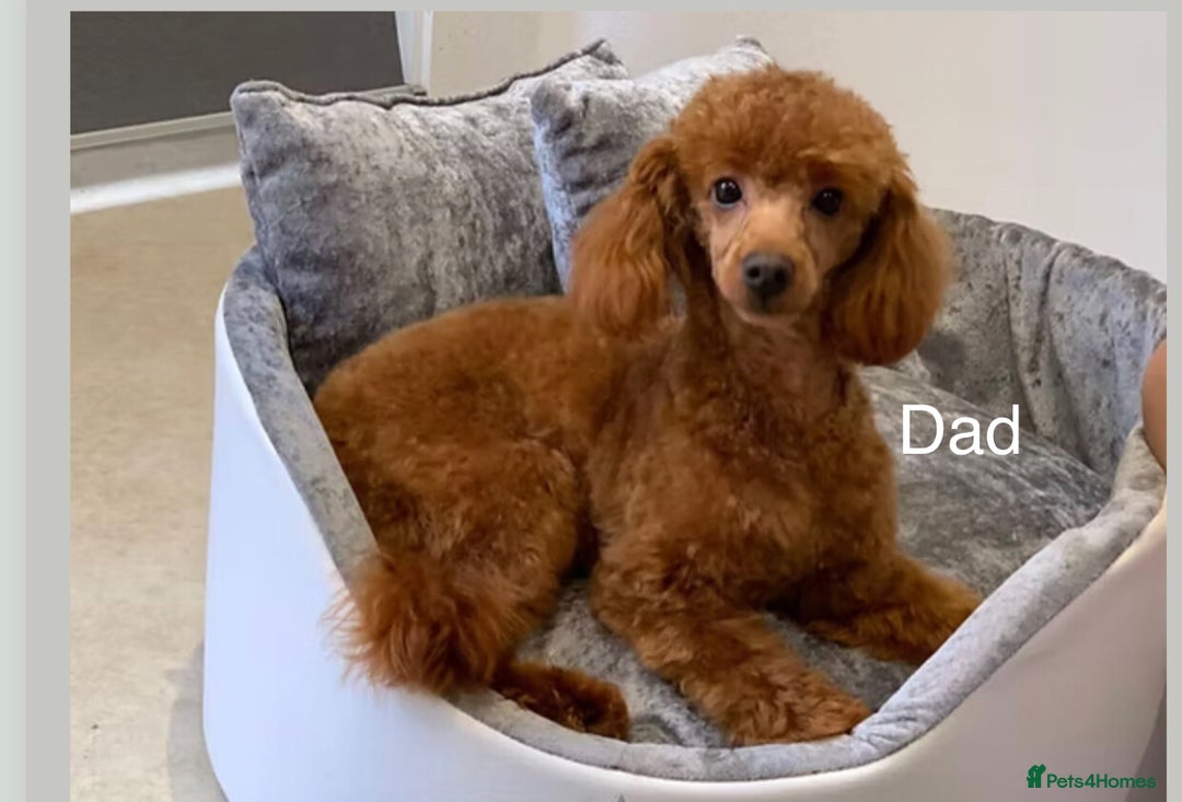 Toy Poodle dogs for sale: Beautiful Red Poodle Puppies - Image 5