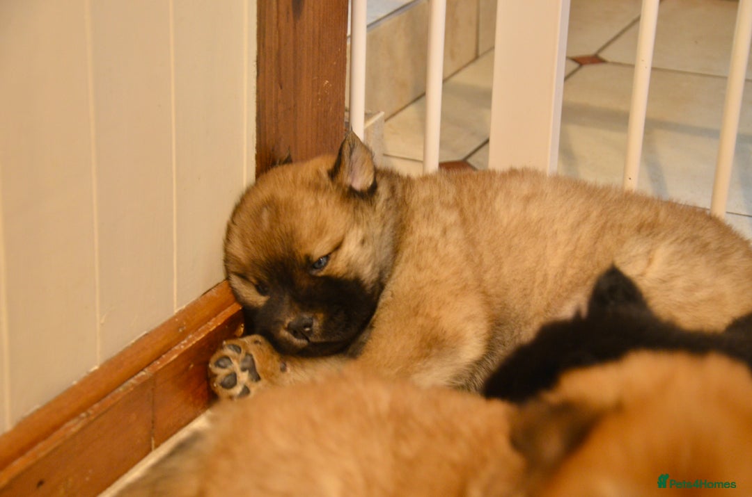 Mixed Breed dogs for sale: chowski / chow chow x Siberian husky - Advert 24