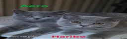 British Shorthair cats for sale: Beautiful GCCF BSH Kittens – Loving Forever Homes - Advert 8