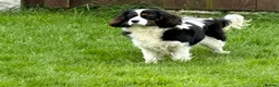 Cavapoo dogs for sale: Stunning F1 cavapoo’s - Advert 1
