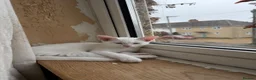 Mixed Breed cats for sale: Two white kittens looking for forever new homes - Advert 7