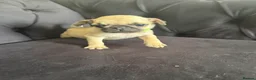 Pug dogs for sale: Pug Puppies - Advert 9