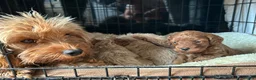 Cavapoo dogs for sale: Toy Cavapoo pups  - Advert 6