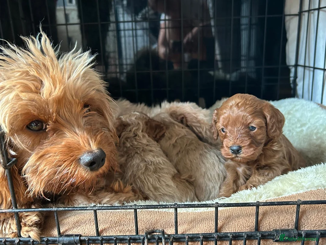 Cavapoo dogs for sale: Toy Cavapoo pups  - Advert 6