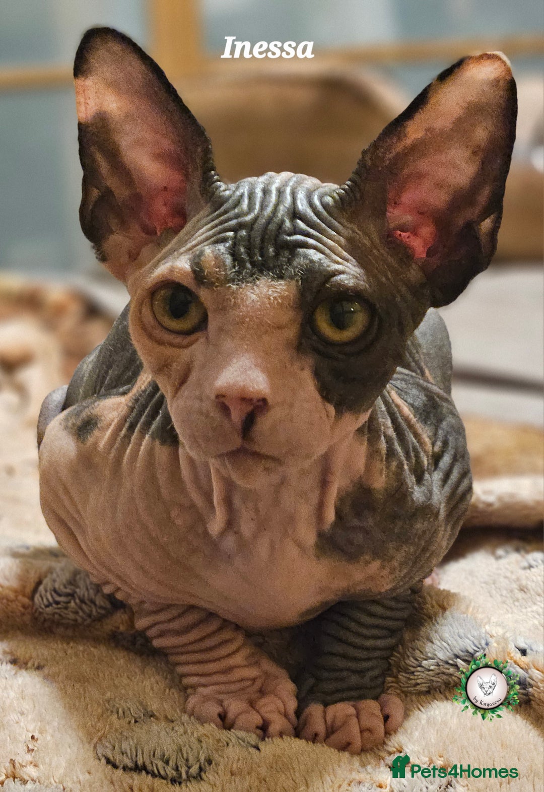 Sphynx cats for sale: Adorable Canadian Sphynx – Champion line - Advert 14