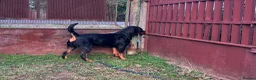 Rottweiler dogs for sale: Female Rottweiler 16 months old for show& breeding - Advert 5
