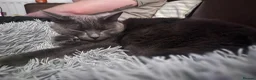 Mixed Breed cats for sale: Loving 3 year old boy looking for a new home  - Advert 11