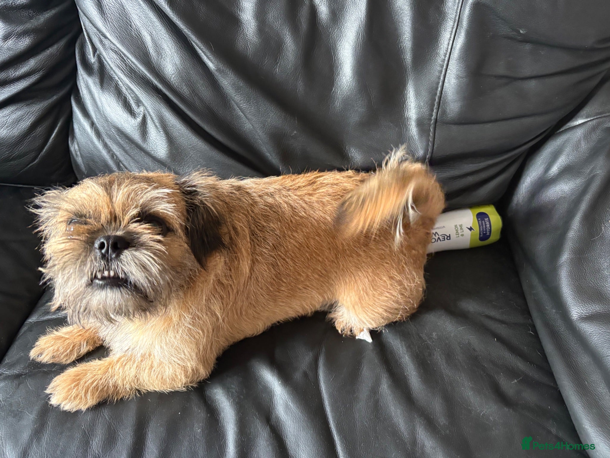 Mixed Breed dogs Dog for sale  - Advert 9