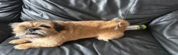 Mixed Breed dogs for sale: Dog for sale  in Immingham - Advert 1