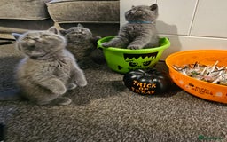 British Shorthair cats for sale: British Blues 🐻💙 - Image 21