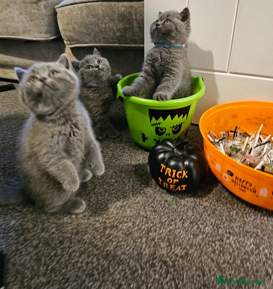 British Shorthair cats for sale: British Blues 🐻💙 - Image 21