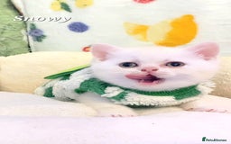 British Shorthair cats for sale: British shorthair babies  - Image 15