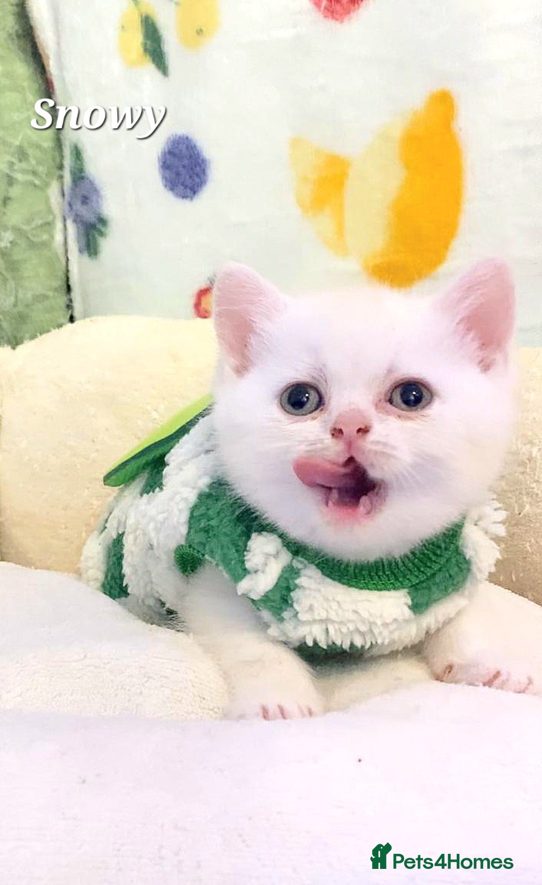 British Shorthair cats for sale: British shorthair babies  - Image 15