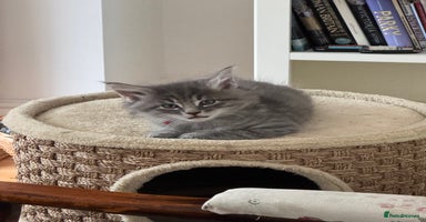 Mixed Breed cats - Advert 14