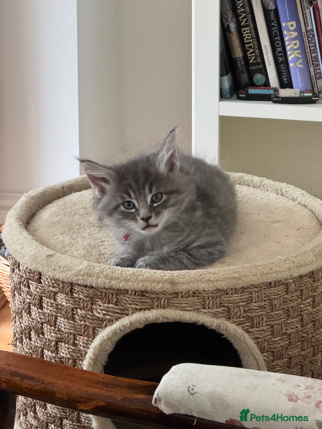 Mixed Breed cats for sale: Mainecoon cross male kittens for sale - Image 2