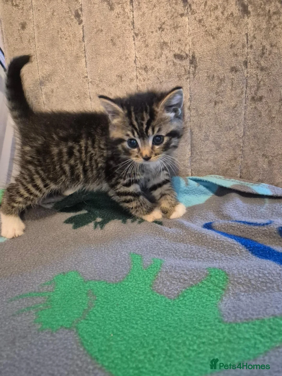 Mixed Breed cats for sale: 🐱❤️ 5 Beautiful fluffy Kittens🐱❤️ - Advert 1