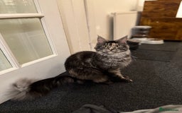 Maine Coon cats for sale: MainCoon For Sale - Image 7