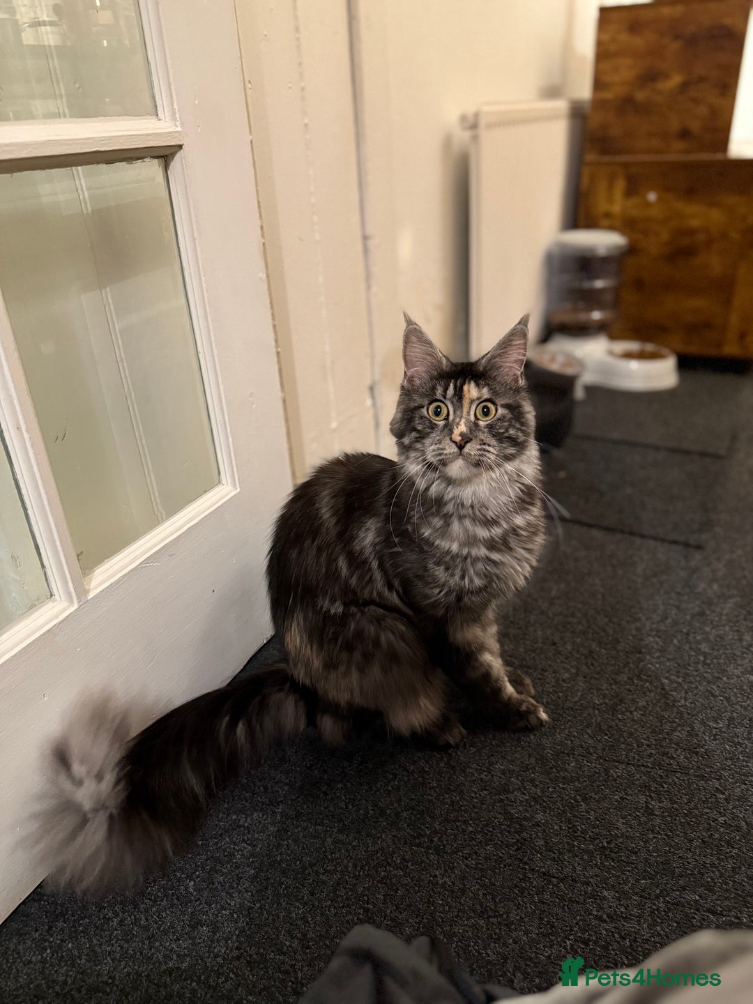 Maine Coon cats for sale: MainCoon For Sale - Image 7