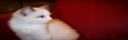 Ragdoll cats for sale: TICA championship Ragdoll Kittens  - Advert 13