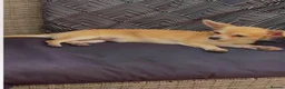 Chihuahua dogs for sale: 2 Chihuahuas male 15mths  Female 3 yrs sad sale - Advert 8