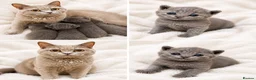 British Shorthair cats for sale: 💙Blue point BSH Kitten-Premium Quality 💙 - Advert 10