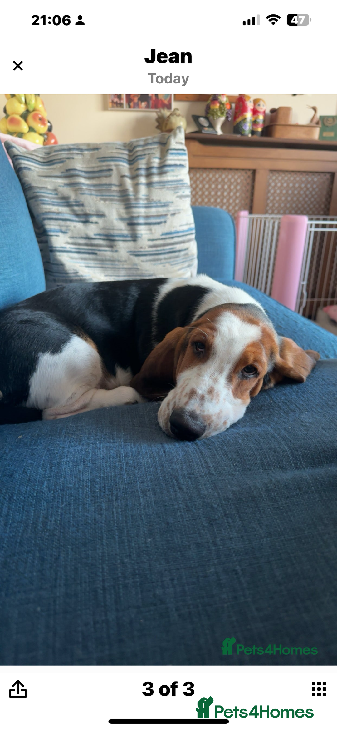 Basset Hound dogs for sale: Basset Hound female puppy-last of litter - Image 5