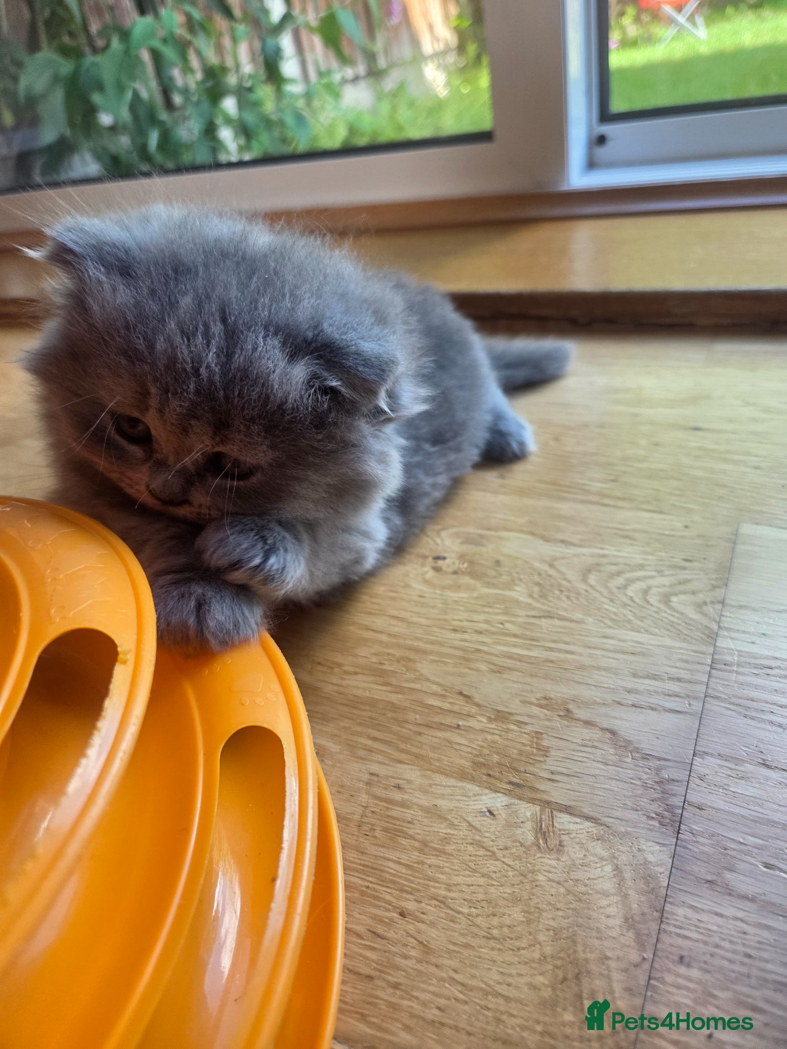 British Longhair cats for sale: Kittens blue boys and girl  in Nottingham - Advert 10