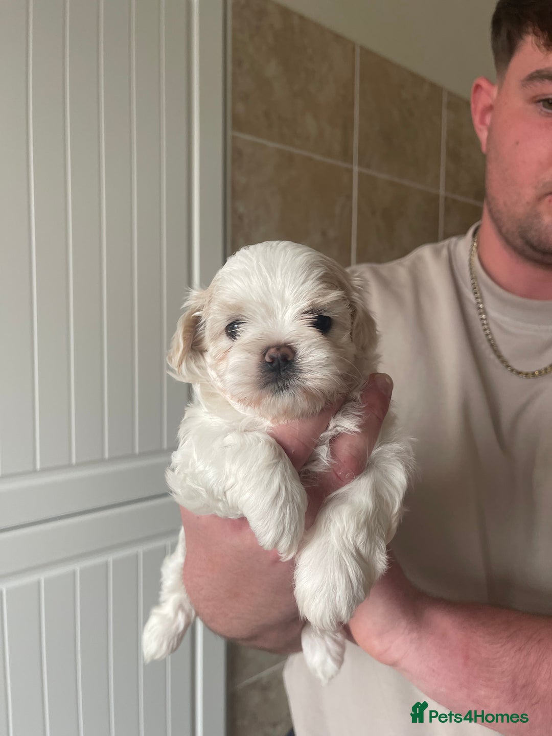 Maltese dogs for sale: Adorable Korean Maltese x Malshi puppies 🐾 - Image 9