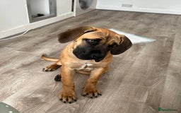 Boerboel dogs for sale: Beautiful boerboel pup - Image 5