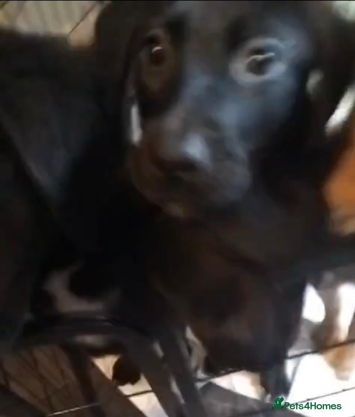 Mixed Breed dogs Black female puppy  - Advert 16