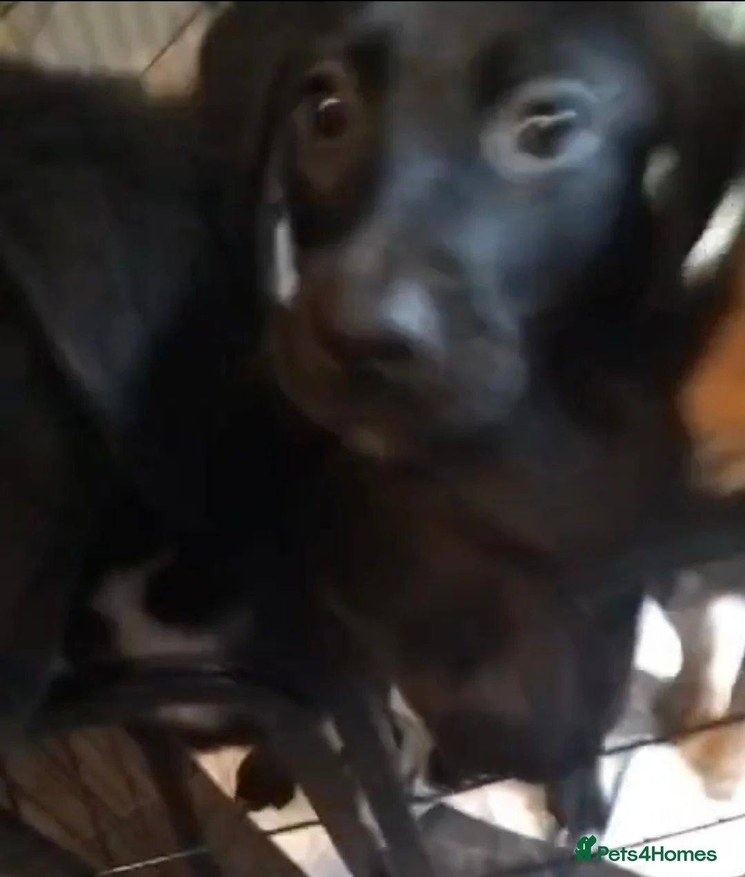 Mixed Breed dogs for sale: Black female puppy  in Manchester - Advert 1
