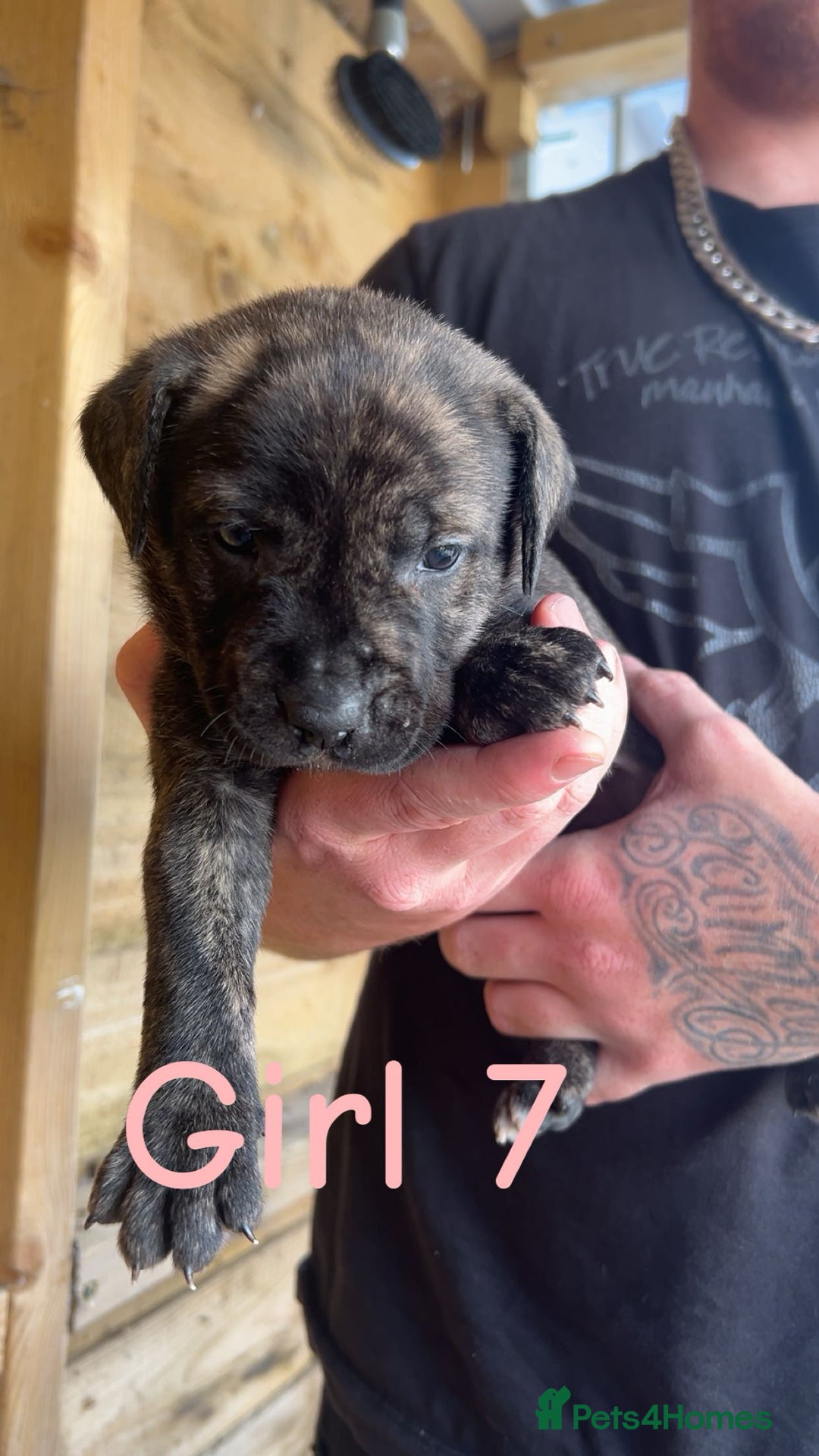 Presa Canario dogs for sale: Presa Canario  - Image 15