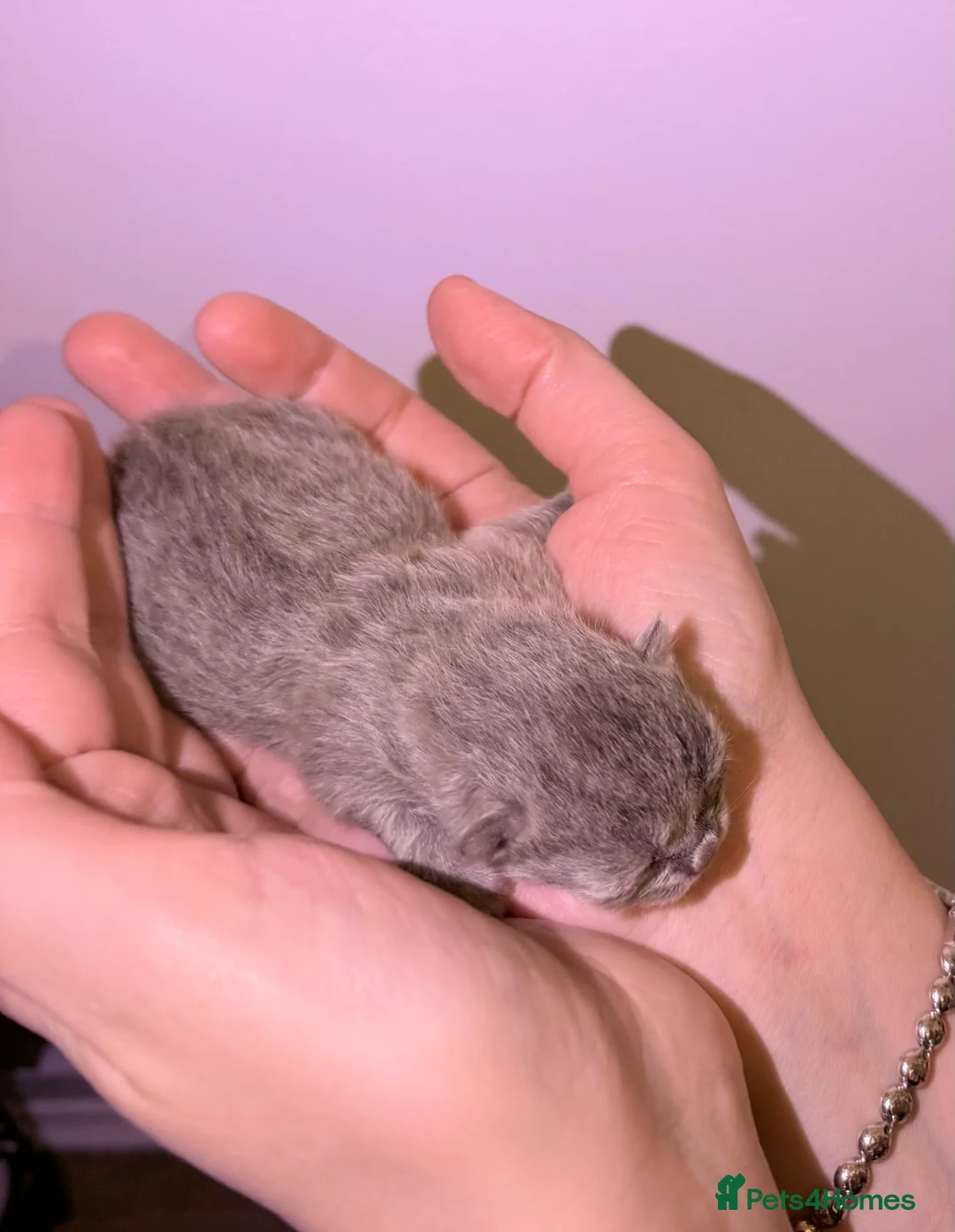 British Shorthair cats for sale: 2x 100% Pure Pedigree Champion line Bsh Kittens - Advert 9