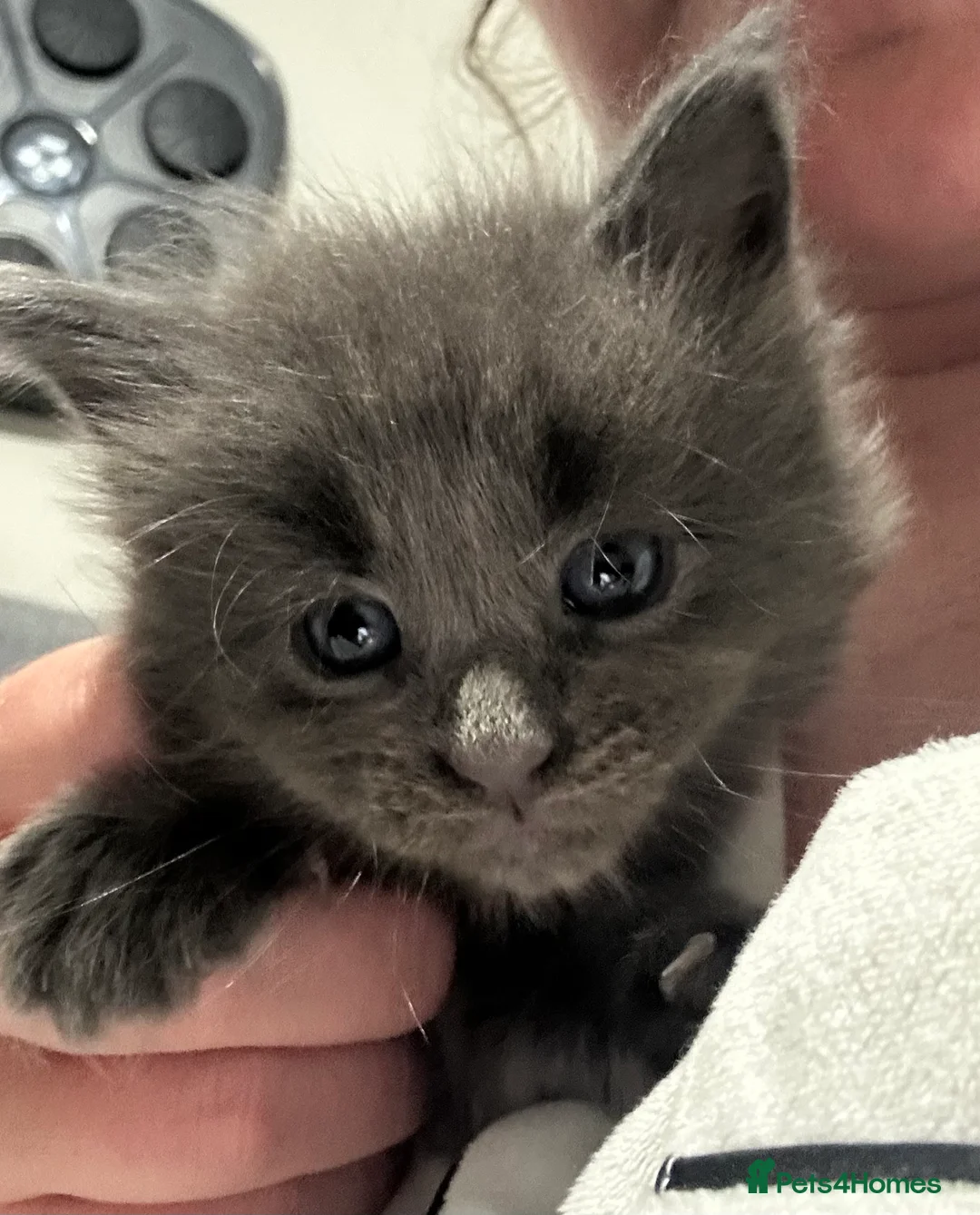 Maine Coon cats for sale: Maine coon kittens  - Advert 5