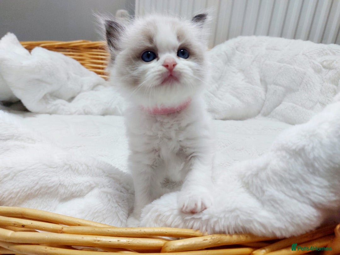 Ragdoll cats for stud: GCCF/TICA ACTIVE REGISTERED Championbloodline stud in Leyland - Image 9