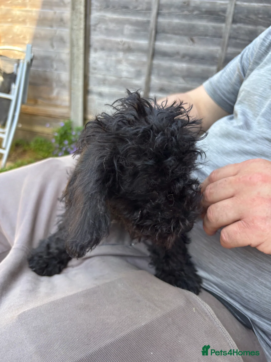Mixed Breed dogs for sale: 4 beautiful puppies for sale  in Arlesey - Advert 10