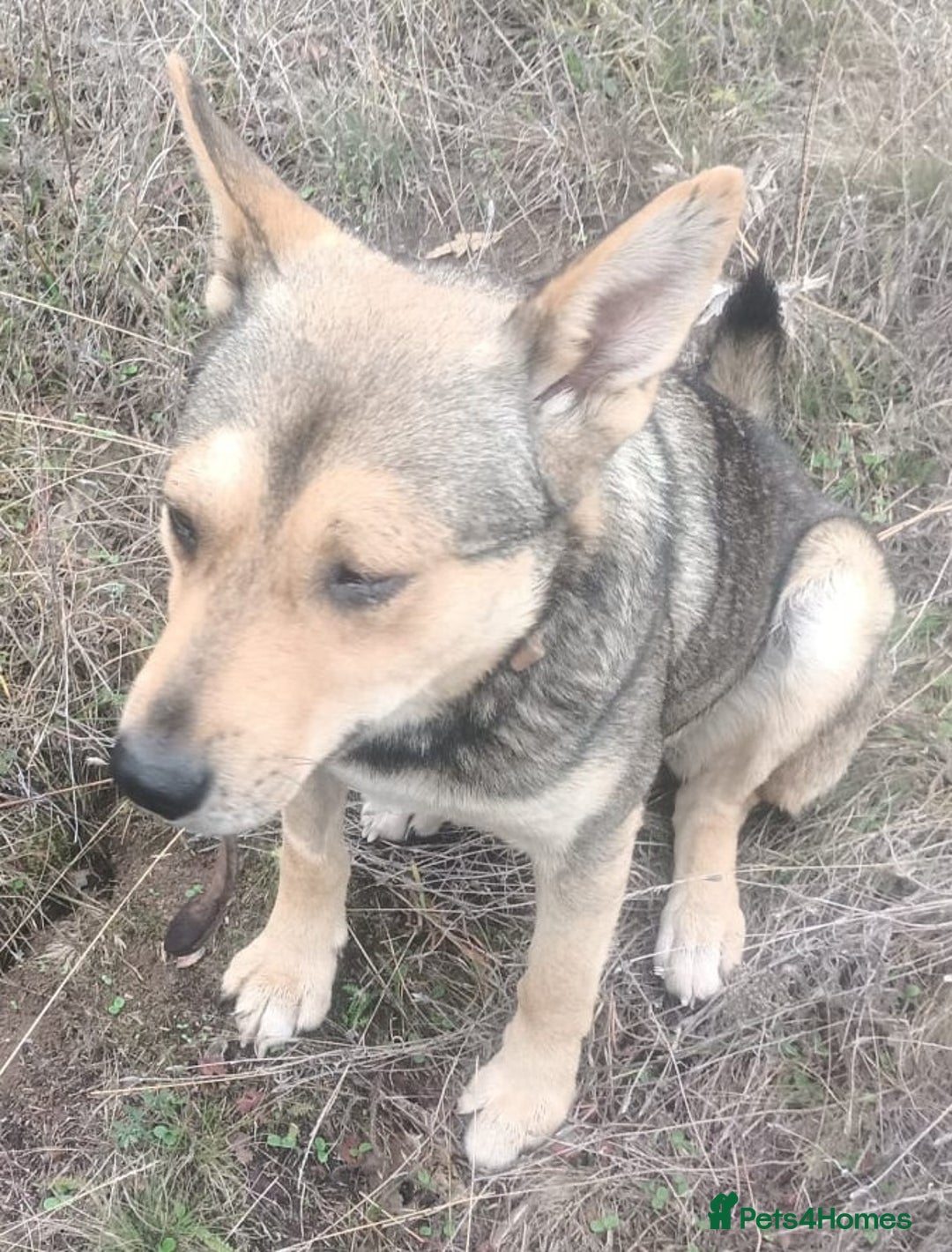 Mixed Breed dogs for adoption: 🐺 WOLFIE – A Brave Soul Ready for a New Life 🖤 - Advert 28