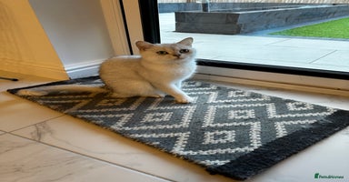 Scottish Fold cats - Advert 8