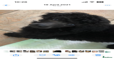 Standard Poodle dogs - Advert 16