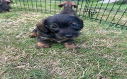 Miniature Dachshund dogs for sale: Miniature Wire Haired Dachshund Puppies - Image 11