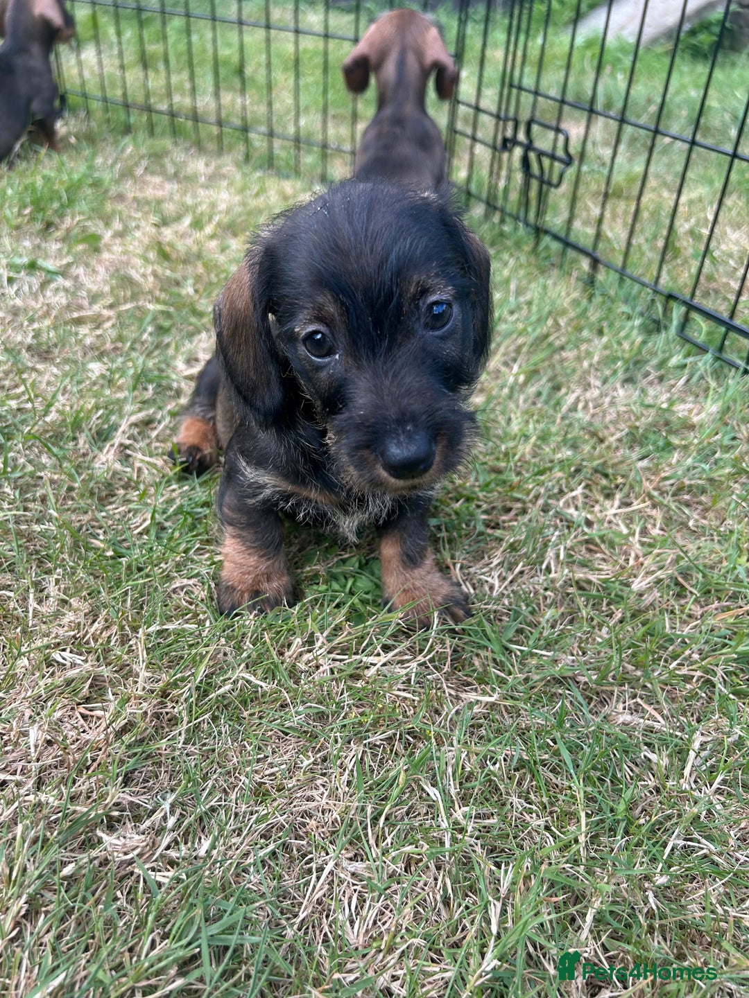Miniature Dachshund dogs for sale: Miniature Wire Haired Dachshund Puppies - Image 11